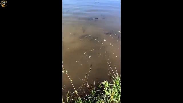 Рыбаки-это особый мир/Приколы на рыбалке 2021/Девушки на рыбалке/Трофейная рыбалка/Случаи на рыбалк смотреть онлайн