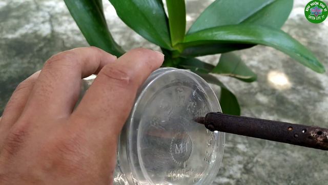 Thú Vị Cách Trồng Lan Hồ Điệp Đơn Giản Dễ Sống Cho Nhiều Rễ | Growing Phalaenopsis orchid смотреть онлайн