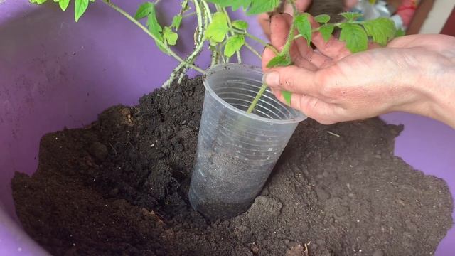 Как пикировать помидоры смотреть онлайн