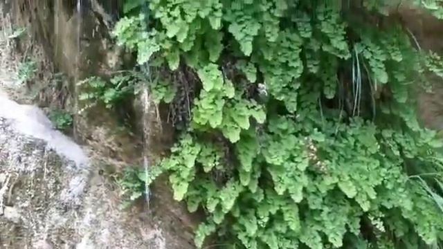 ??? Приятные воспоминания об отдыхе. Лето. Крым....Папоротники смотреть онлайн