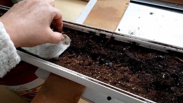 Growing Peony From Seed Part 1 смотреть онлайн