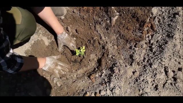 Посадка арбузов и дыни в открытый грунт.       Planter Arbuzov In Cold Air Condition In Open Ground