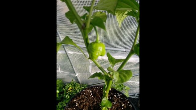 Trinidad Scorpion Moruga - Plant growing time lapse 2021 смотреть онлайн