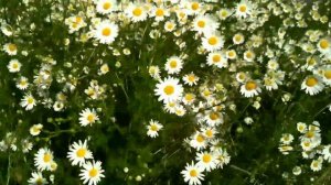 Ромашковые поля в Санкт-Петербурге. Самые красивые цветы ромашки. Мои любимые цветы