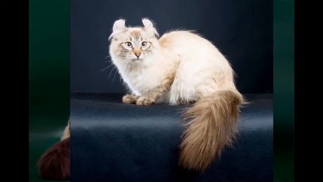 Породы кошек: Американский кёрл (англ. American Curl) смотреть онлайн