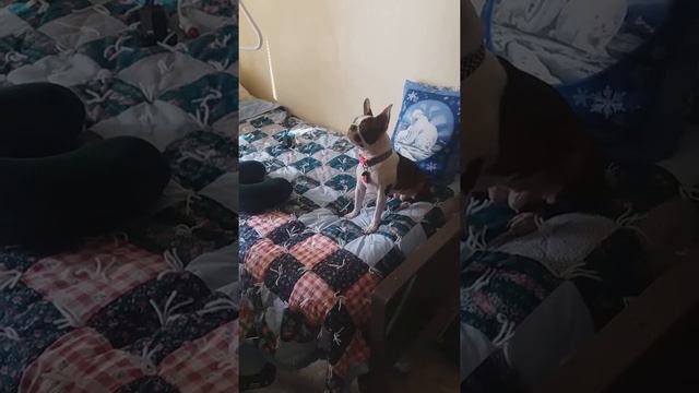 China The Boston Terrier Wants The Balloon!!!