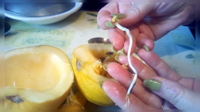 Семена проросли внутри тыквы смотреть онлайн