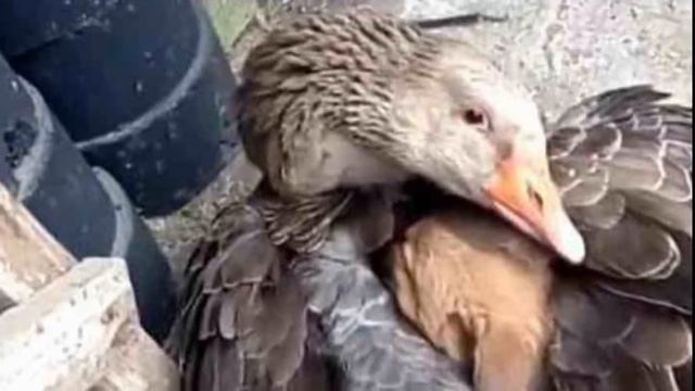 Гусь подошел к замерзающему щенку и обнял его, чтобы согреть, только посмотрите на это смотреть онлайн