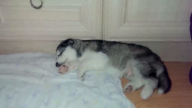 Хаски Гоха - Щенок хаски бежит во сне смотреть онлайн