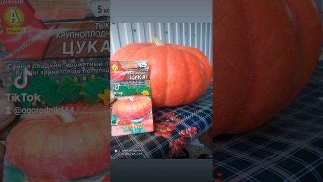 Тыква-цукат от агрофирмы Аэлита. Вес красотки 6.5кг смотреть онлайн