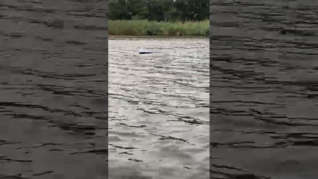 Dylan карповый кораблик смотреть онлайн