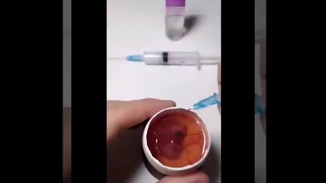 Выращивание цыплёнка в открытом яйце смотреть онлайн