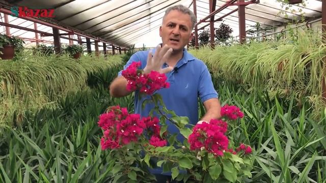 Begonvil Bakımı, Bougainvillea Care, Neden Çiçek Açmaz, Nasıl Çoğaltılır смотреть онлайн