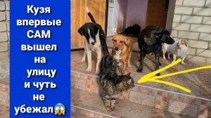 Кузя ходит идеально, СМОТРЕТЬ ВСЕМ! Готовим вислоушку к отправке.