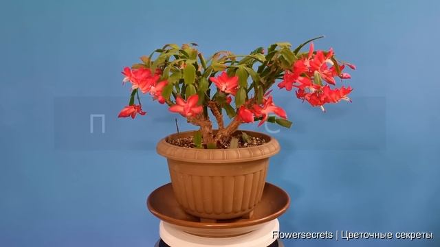 ЕСЛИ ДЕКАБРИСТ НЕ ЦВЕТЕТ СДЕЛАЙТЕ ЭТО! | flowersecrets смотреть онлайн