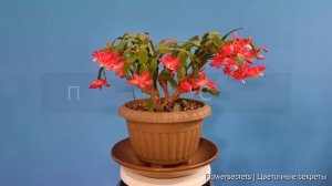 ЕСЛИ ДЕКАБРИСТ НЕ ЦВЕТЕТ СДЕЛАЙТЕ ЭТО! | flowersecrets