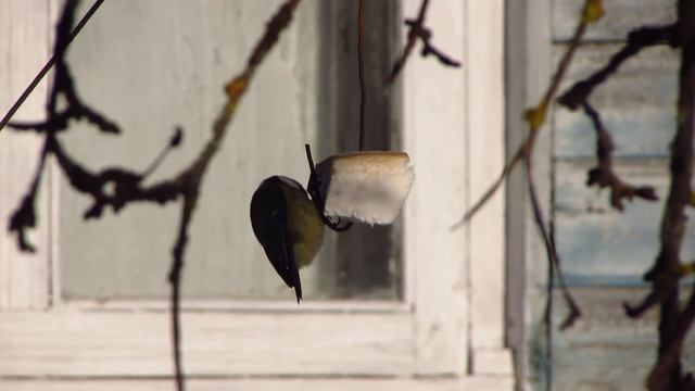 Синиця блакитна живиться салом смотреть онлайн