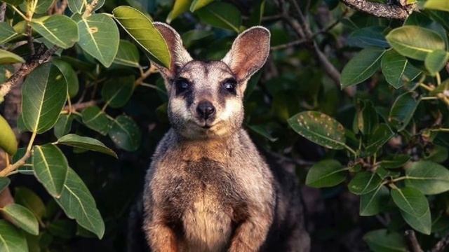 Удивительные соседи. Скальный валлаби Мариба. смотреть онлайн