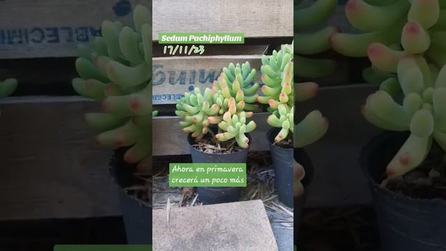 reproducir sedum esquejes pachyphyllum #jardin #jardineria #suculentas #plantas #bonsai #succulents смотреть онлайн