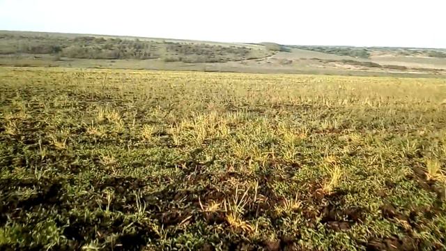 15.05.2020 посев кукурузы по Ноу-Тилл модернизировано сеялкой СУПН-8 смотреть онлайн