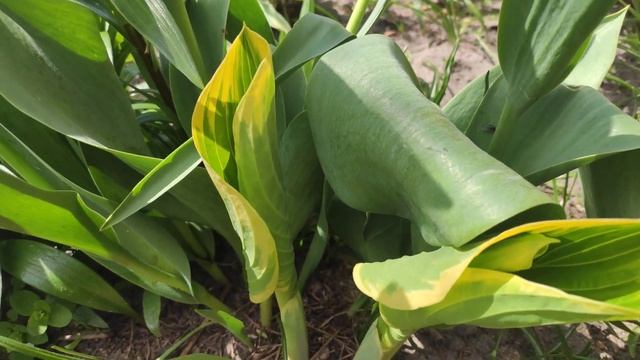 Хоста сорт Super Sagae смотреть онлайн