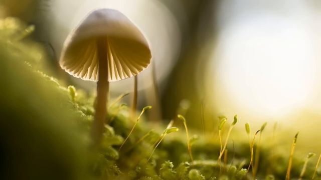 3 Hours of Relaxing Fantasy Music | Harp Music & Flute Music смотреть онлайн