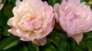 Пион Petite elegance.