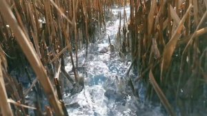 Железо в организме человека.