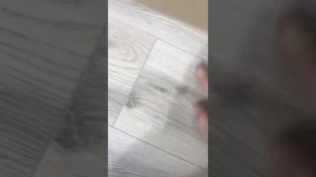 Отзыв о ламинате Joss Beaumont смотреть онлайн