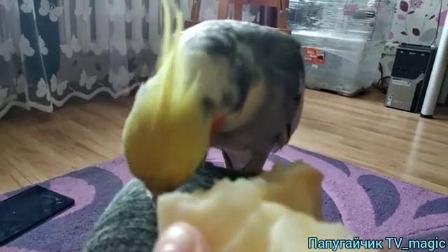 как определить пол корелли???/Как отличить самца от самки корелли/Папугай корелла/ смотреть онлайн