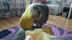 как определить пол корелли???/Как отличить самца от самки корелли/Папугай корелла/