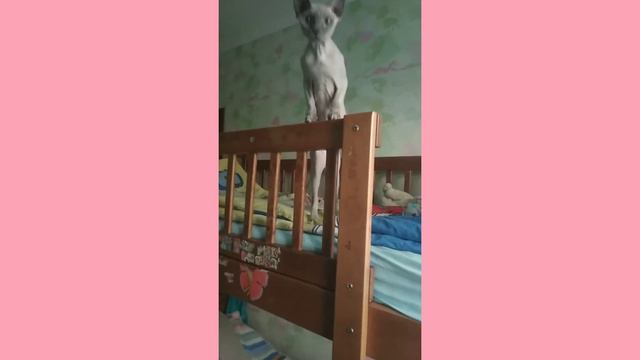 Жизнь в доме история котика ((Принца!!!)) смотреть онлайн