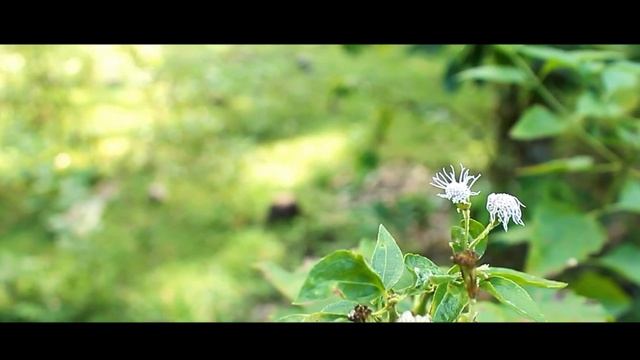 Canon 1100D 30FPS | Slow Motion Test смотреть онлайн