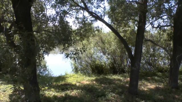 футаж деревья летом у пруда смотреть онлайн