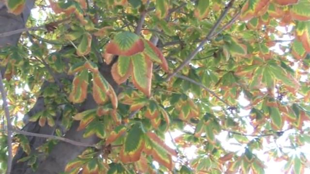 погода в Саках на 7-9 сентября смотреть онлайн
