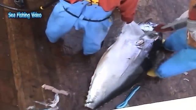 Amazing Automatic Longline Fishing Net Catch Giant Tuna - Amazing Big Catching On The Sea