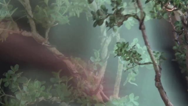 Nicholas (Buxus sempervirens) vídeo 1 смотреть онлайн