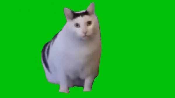 Cat Saying Huh Meme Green Screen Template
