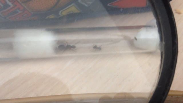 муравьиная ферма. Матка и нянька formica Rufa смотреть онлайн