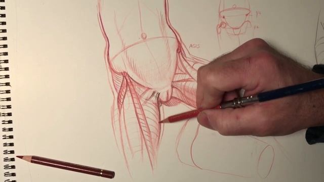 How to draw the hips, pelvis and inner thighs, front view | Part 4 смотреть онлайн