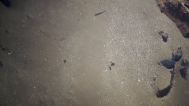 European cave loach - the first European cave fish смотреть онлайн