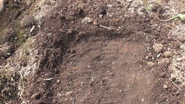 ПОСЕВ ТОМАТОВ СРАЗУ В ГРУНТ. Ольга Чернова. смотреть онлайн