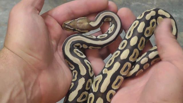 Snakes for Sale Part 1 смотреть онлайн