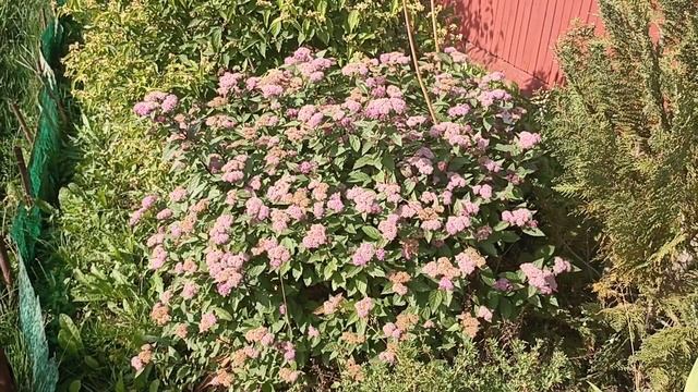 Спирея японская (розовая) смотреть онлайн