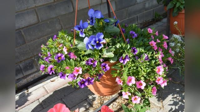 Петуния 2019 года смотреть онлайн