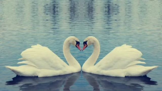 Глория Дели - «Белые лебеди»