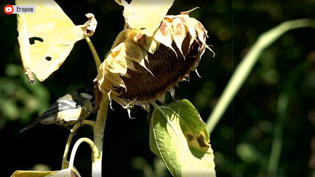 Птицы Синицы кушают подсолнух - выковыривают семечки смотреть онлайн