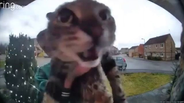 КОТ МЯУКАЕТ В КАМЕРУ но это БЕСКОНЕЧНОЕ ЛЕТО (mashup) смотреть онлайн