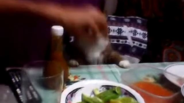 Кот Тихон за столом смотреть онлайн