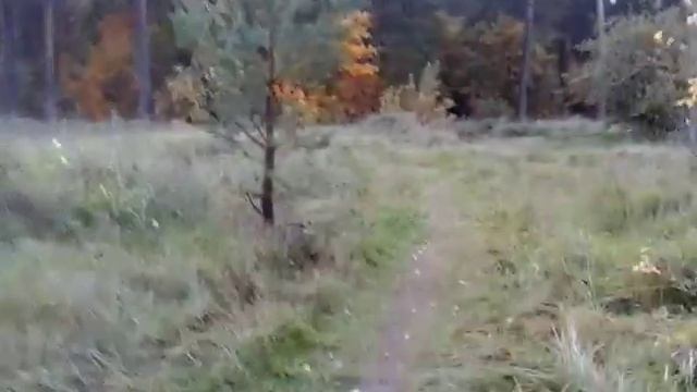 ИДЕМ ЛОВИТЬ ПТИЦ В ЛЕС. ЧАСТЬ 1 смотреть онлайн